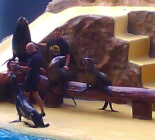 Ausflüge. Loro Park