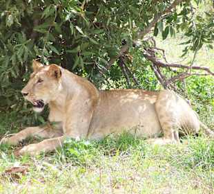 Löwe in der Nähe der Aruba Lodge, Tsavo Ost