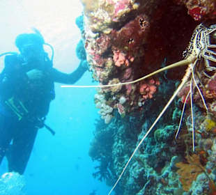 Languste mit Taucher