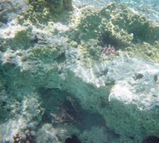 Schnorcheln in Sharm El Naga