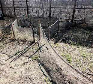 Modell der Reusen-Anlage im Etang