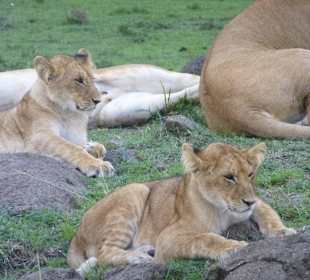 Immer diese Touris, stören uns