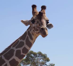 Das schönste Tier der Welt..eine Giraffe