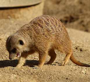 Putzige Erdmännchen