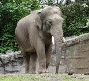 Elefanten im Außengehege