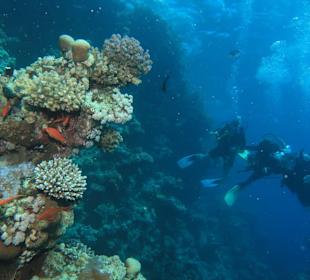 Tauchbasis Aquarius Marsa Alam