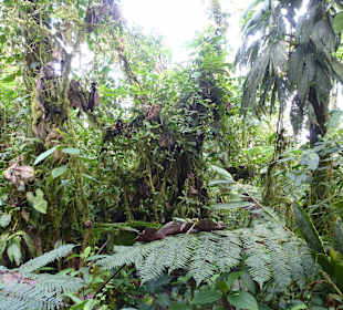 Wanderung durch den Nebelwald/Regenwald