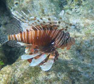 Indischer Rotfeuerfisch