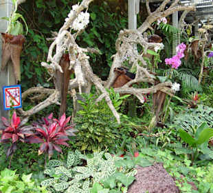 Loro Park - Pflanzen