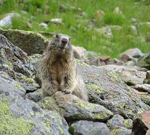 Murmeltier beim Wandern