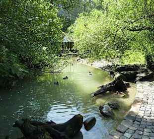 Großvoliere mit Bach