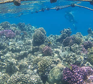 Schnorcheln im Hoteleigenen Riff