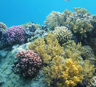Wunderschöne Korallenriffe am Banana Riff
