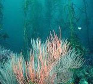 Koh Tao unter Wasser