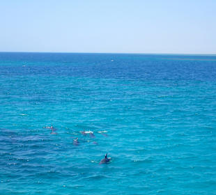 Delfine - auch so schön anzusehen