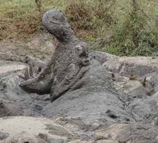 Schlammbad der Nilpferde in der Mara