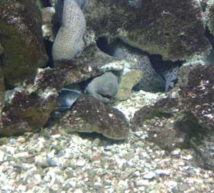 Aquarium in Hurghada