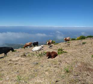 Am Südrand der Hochebene, Levada da Bica da Cana