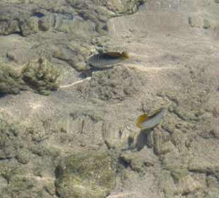 Unterwasserwelt direkt am Sandstrand