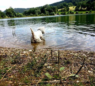 Badespass für Hunde