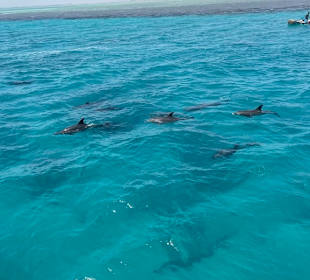 Delfinausflug mit Mo