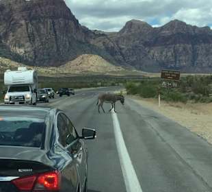 Red Rock Canyon Tour Esel