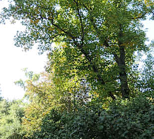 Opatija: Bei einem Bummel durch den Angiolina-Park