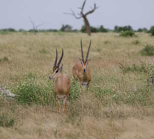 Nationalpark Kenia