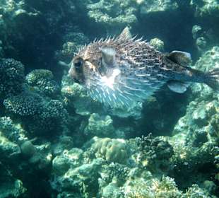 Ein aufgeblasener Kerl