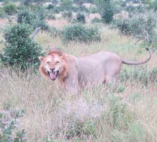 Löwe in Taita Hills