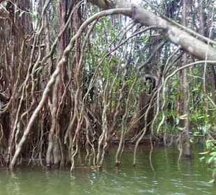 Amazonas Bootfahrt