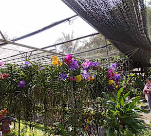 Orchideenfarm