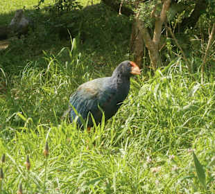 Takahe (sehr selten)