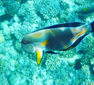 Schnorcheln Makadi Bay