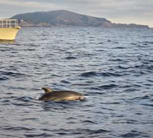 Delfin bei Delfintour Cala Rajada