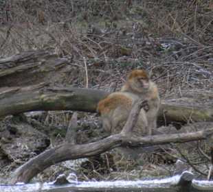 Tierpark 