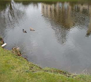 Enten