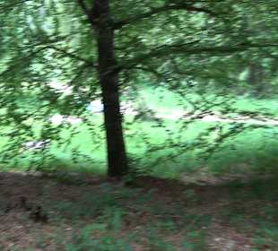 Waldlehrpfad in Tieringen