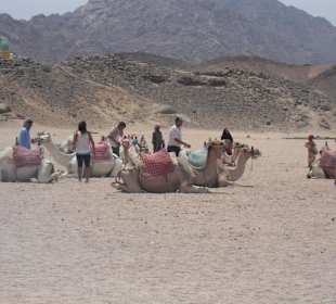 Kamelreiten gehört einfach dazu!