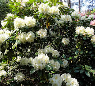 Spaziergang durch den Rhododendronpark Westerstede