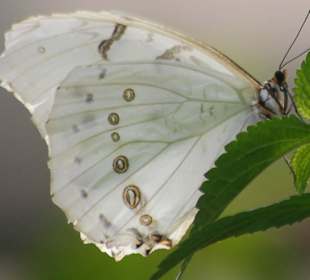 Schmetterling