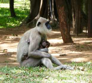 Affe vor Museum in Polonnaruwa