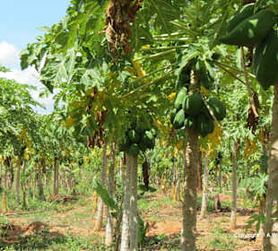 Papaya Plantage