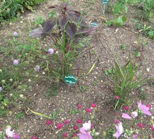 ALB-GOLD Naturgarten