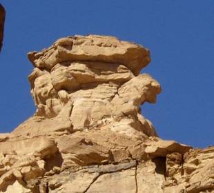 Colourred Canyon, Turtel
