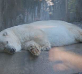 Eisbär beim Mittagsschlaf