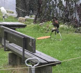 Burgruine Hohenneuffen