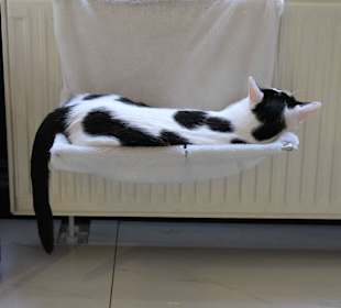 Котэ