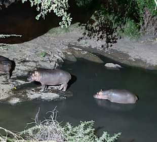 Flusspferde vom Camp