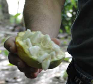 Kakaobohne von innen